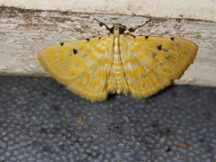 Notarcha aurolinealis