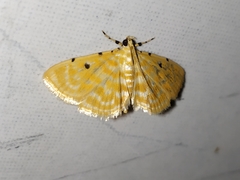 Notarcha aurolinealis