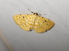 Notarcha aurolinealis