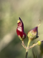 Scrophularia atrata