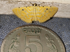 Notarcha aurolinealis