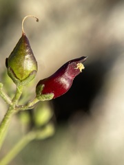 Scrophularia atrata