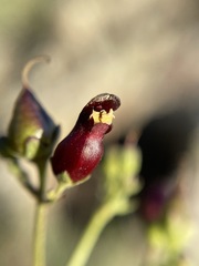 Scrophularia atrata