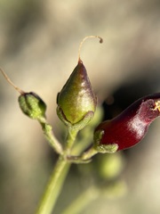 Scrophularia atrata