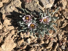 Townsendia scapigera