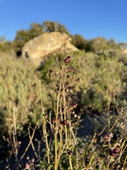 Scrophularia atrata