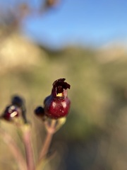 Scrophularia atrata