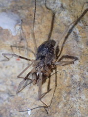 Protolophus singularis