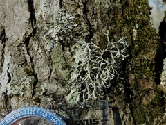 Heterodermia appalachensis