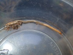 Geophilus regnans