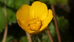 Geum sylvaticum