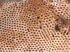 Truncospora ochroleuca