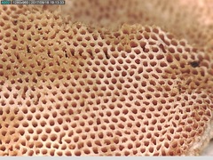 Truncospora ochroleuca