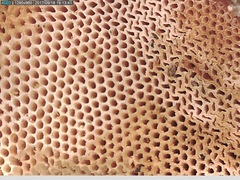 Truncospora ochroleuca