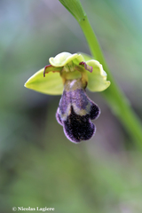 Ophrys sitiaca