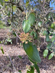 Viburnum × burkwoodii