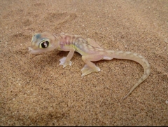 Pachydactylus rangei