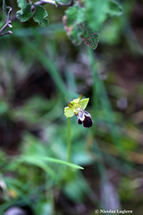 Ophrys sitiaca