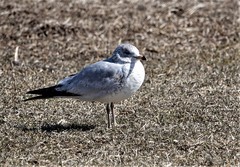Larus delawarensis
