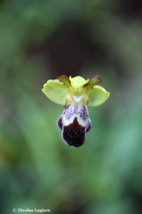 Ophrys sitiaca