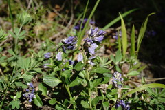 Polygala supina