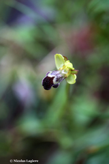 Ophrys sitiaca