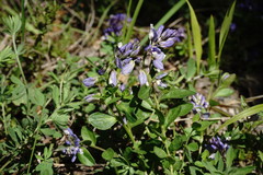 Polygala supina