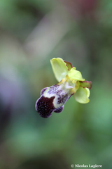 Ophrys sitiaca