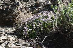 Polygala supina