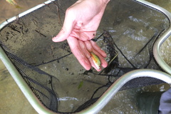 Barbodes semifasciolatus