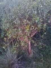 Daphnopsis racemosa