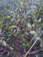 Daphnopsis racemosa