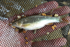 Aphyocypris normalis