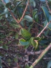 Daphnopsis racemosa
