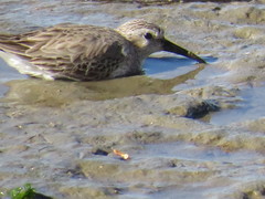 Calidris alpina