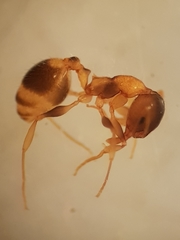 Temnothorax recedens