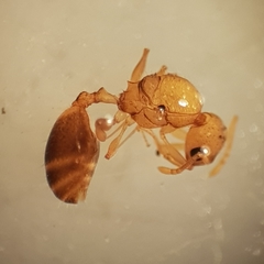 Temnothorax recedens