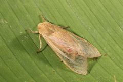 Pseudohemihyalea asignata