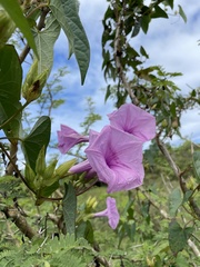 Ipomoea setifera