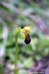 Ophrys sitiaca