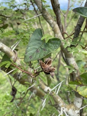 Ipomoea setifera