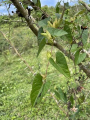 Ipomoea setifera