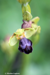 Ophrys sitiaca