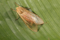 Pseudohemihyalea asignata