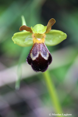 Ophrys sitiaca