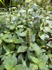 Lepidagathis alopecuroidea