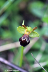 Ophrys sitiaca