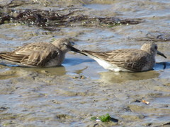 Calidris alpina