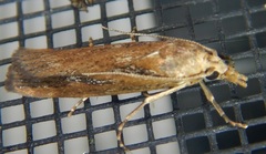 Occidentalia comptulatalis