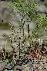Galium verticillatum